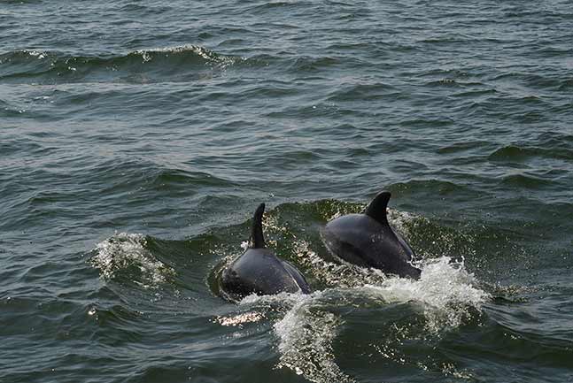 Dolphins emerging out of water